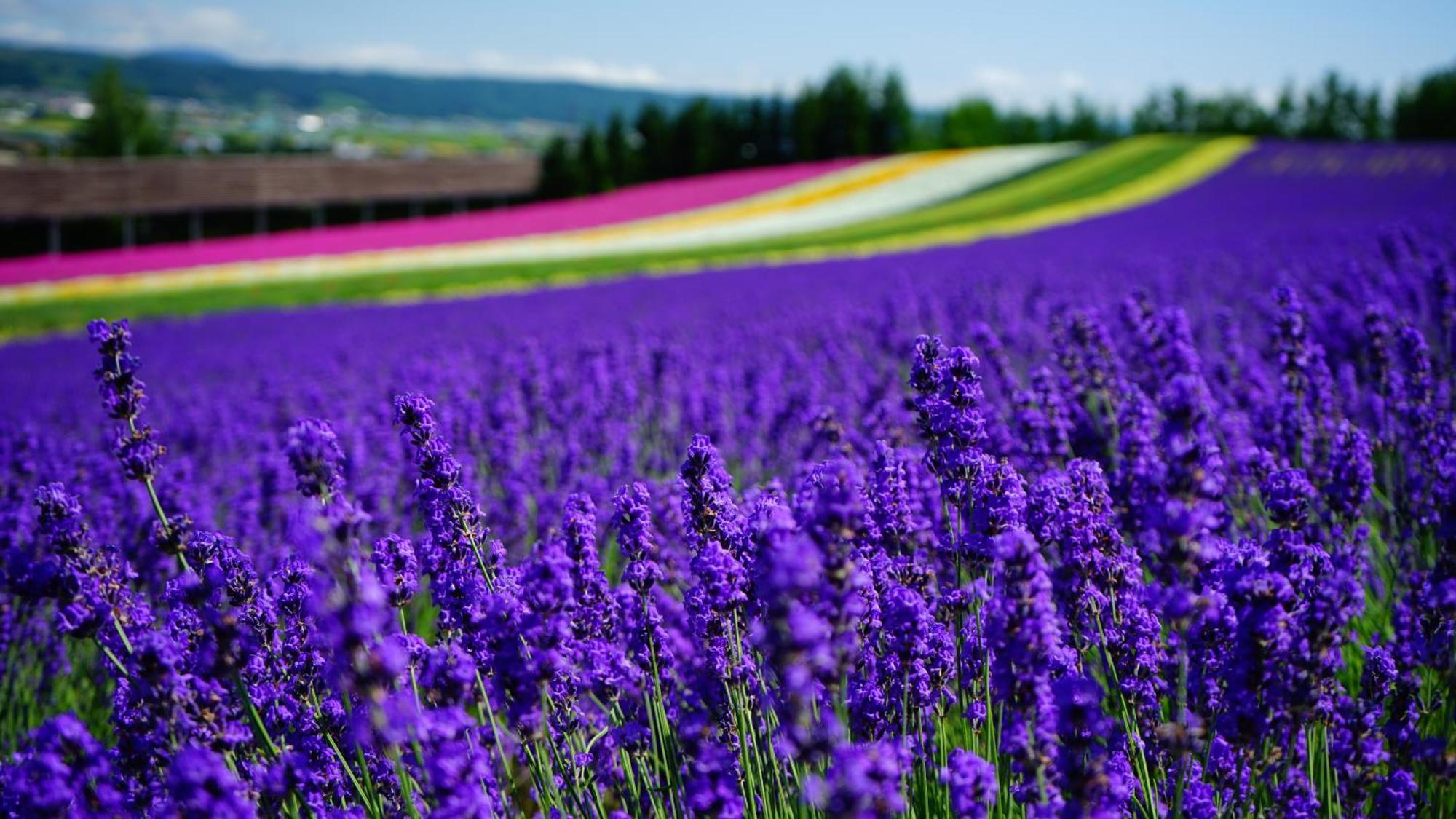 Furano Natulux Hotel Kültér fotó